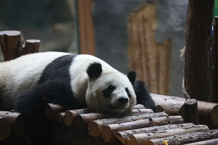 吃飽可以睡了。新華社