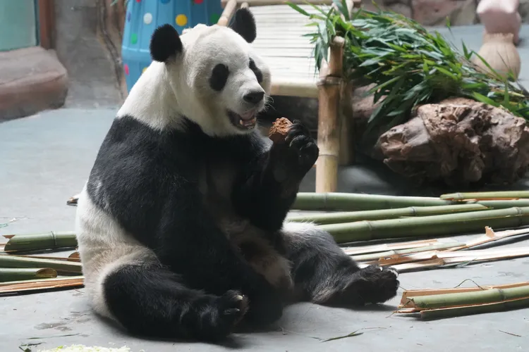 大貓熊吃月餅。新華社