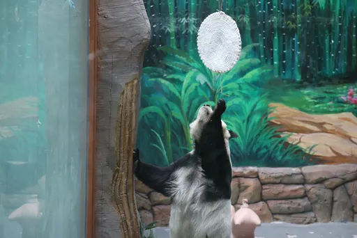 舉頭抓明月!大貓熊也過中秋 手拿月餅嚼嚼