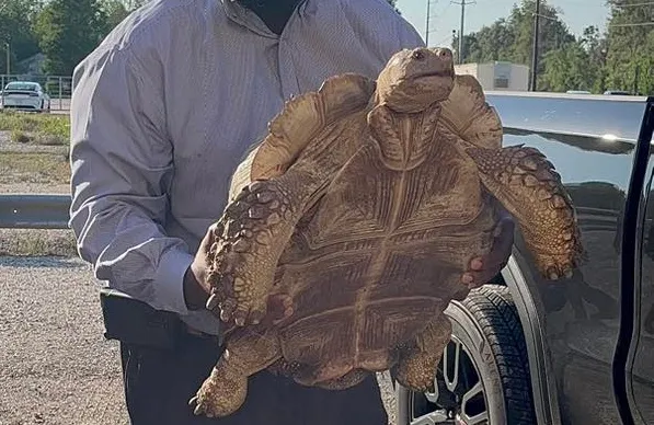 「餅乾」被抓回家，表情超像卡通角色。翻攝臉書/carashouseascension