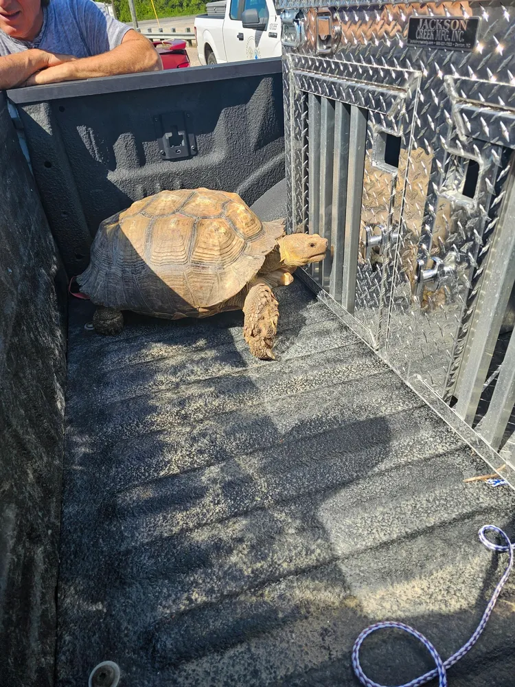 阿森松郡政府發布消息，表示撿獲一隻象龜，引發網友關注。翻攝臉書/AscensionGov