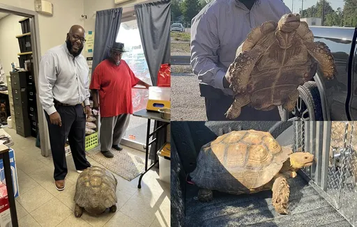 「撿到百歲象龜怎麼辦?急,在線等」熱心網友喊認養 結局超展開