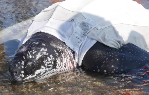 「革龜」擱淺恆春身亡!誤吞425公分魚線纏腸 活活餓死