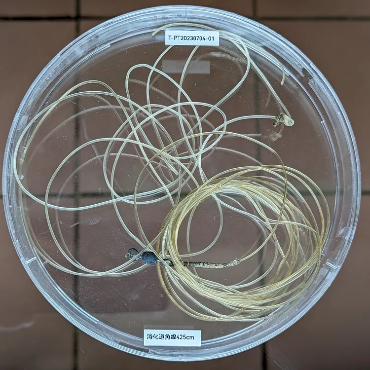 革龜體內的魚線及轉接環。海保署提供