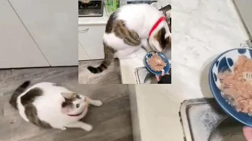 誰把喵星人養得肥嘟嘟? 害牠跳上流理台摔下來