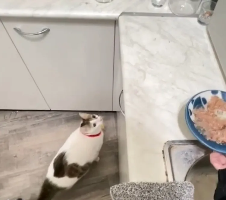 鏟屎官為了誘惑咪寶運動。TikTok@mibao_faftat 提供