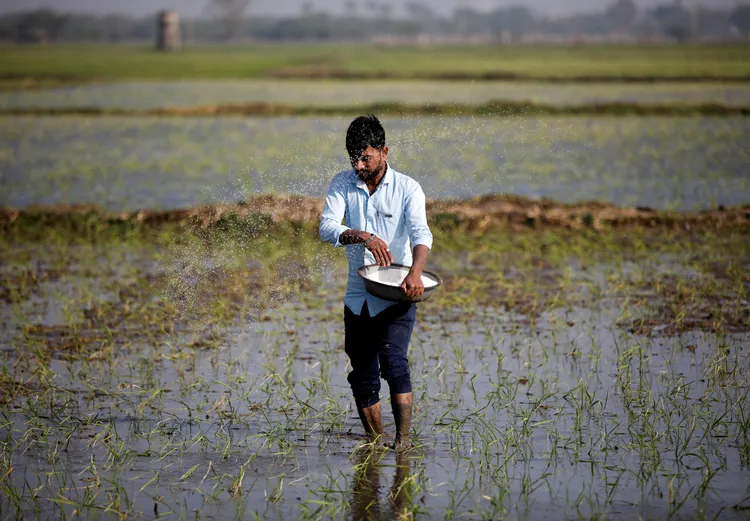 印度阿默達巴德（Ahmedabad）農人。路透社