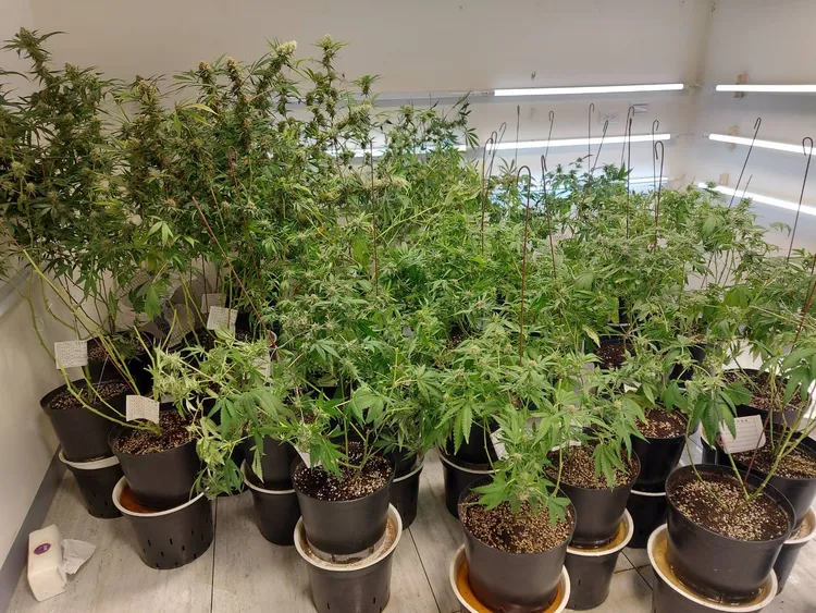 嫌犯供稱大麻種子來自對岸淘寶網。台中市調處提供