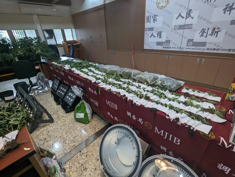 專案小組查獲的大麻毒品，估計可供50萬以上人次施用。台中市調處提供