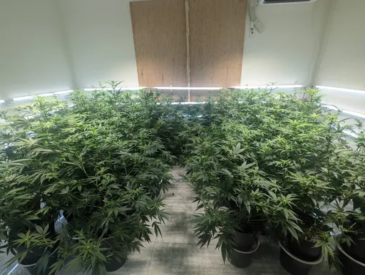 透天厝飄「九層塔味」露餡 彰化父子檔種大麻!逾1.5億元毒品現形