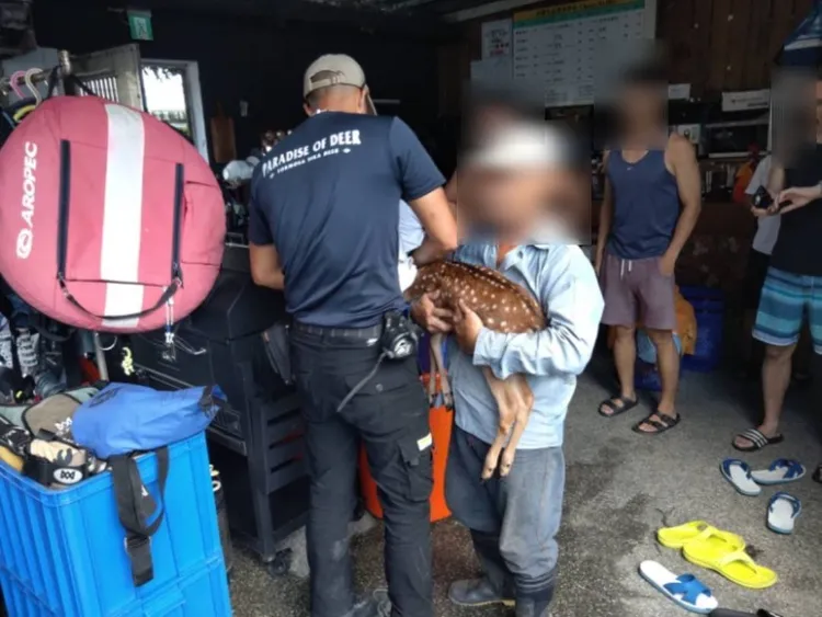 梅花鹿由失主領回。翻攝畫面