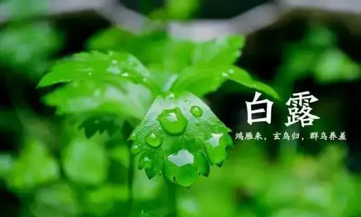 「白露」轉運法!行善舉接10年大運 利討債收帳還款