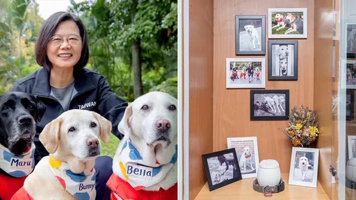 蔡英文愛犬Bella睡夢中離世 「謝謝你成為我的家人」