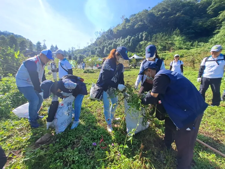 眾人移除小花蔓澤蘭。桃園市農業局提供