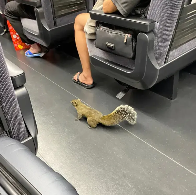 網友見狀直呼松鼠超可愛。翻攝自論壇Dcard
