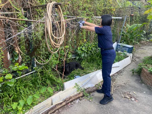 黑狗兄線繩繞頸難脫身　龜山暖警伸援手