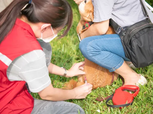 今天教師節也是世界狂犬日 新北邀飼主帶愛犬變身「紅牌狗狗」