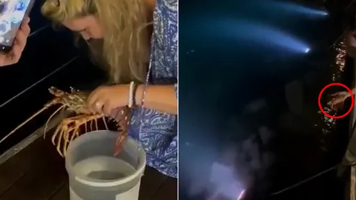 有錢任性?她到海鮮餐廳點6800元龍蝦 然後當場抓去放生了