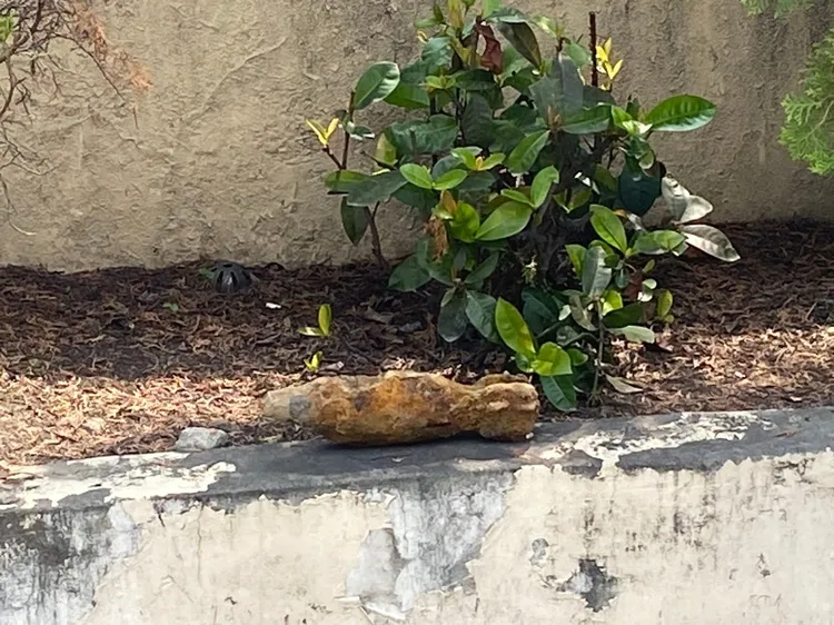 未爆彈最後被置放在花圃上。警方提供