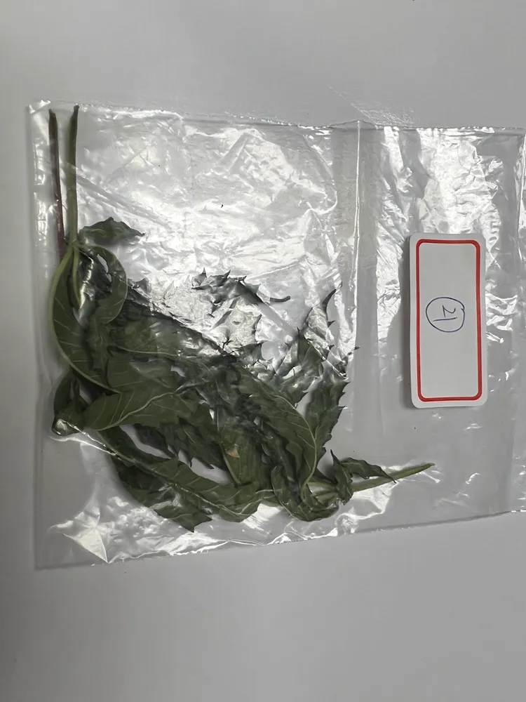 大麻葉。民眾提供