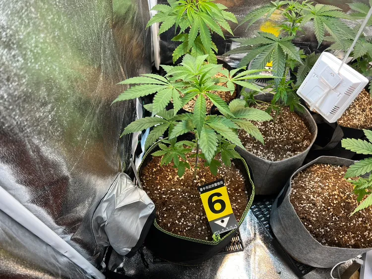 警方起出10株大麻植株。民眾提供