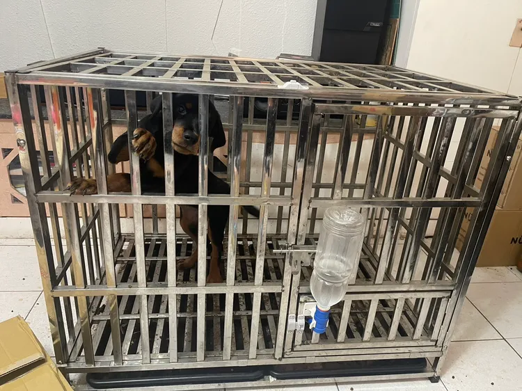 無辜的羅威那犬。翻攝畫面