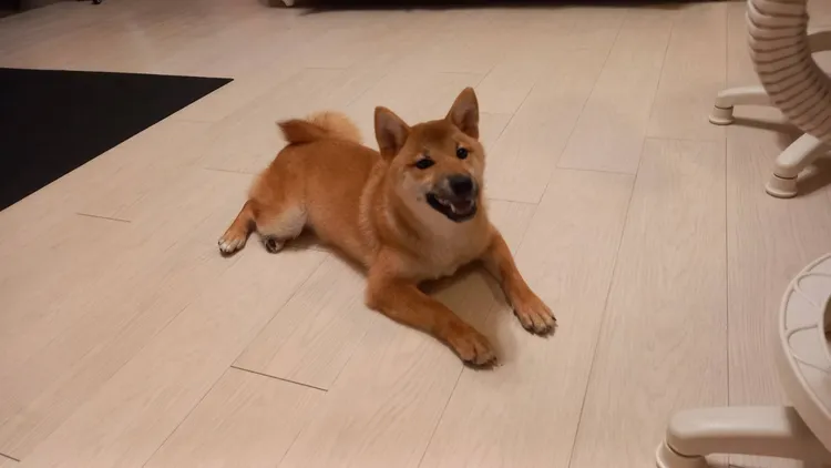 被送養當成詐騙工具的柴犬。翻攝畫面