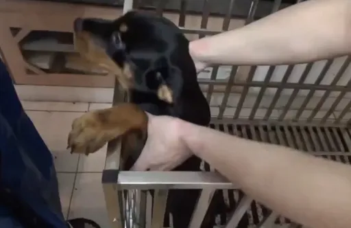 狗是無辜的!柴柴、羅威那犬成詐欺工具 警揭網路送養背後真相