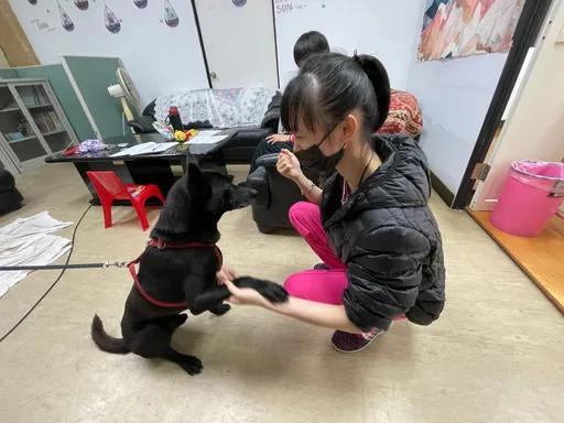 新北校園犬貝果「三隻腳」站門口陪放學 溫和伴讀啟發學生上進心