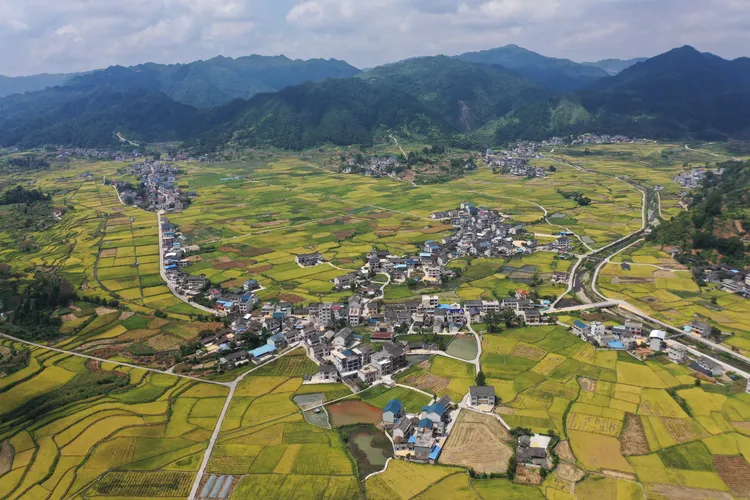 貴州省黃平縣一處水稻田。新華社