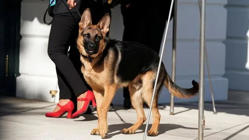 拜登愛犬「司令」又咬人! 第11次咬傷白宮特勤局幹員