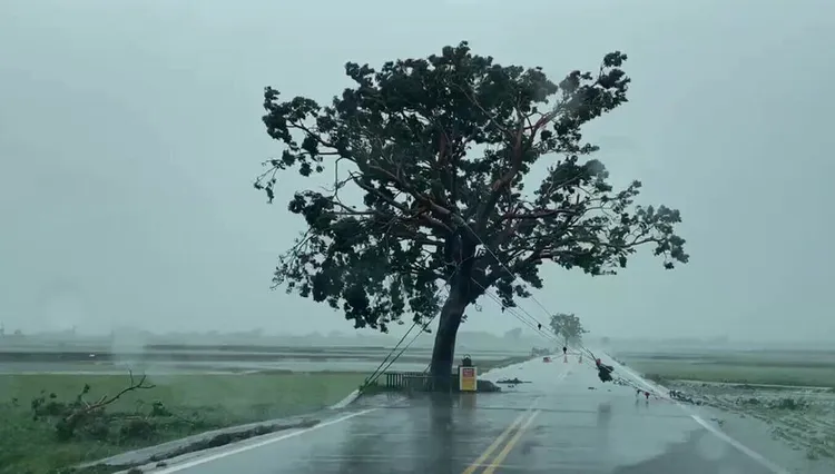金城武樹遭海葵颱風肆虐，消瘦不少。中央社