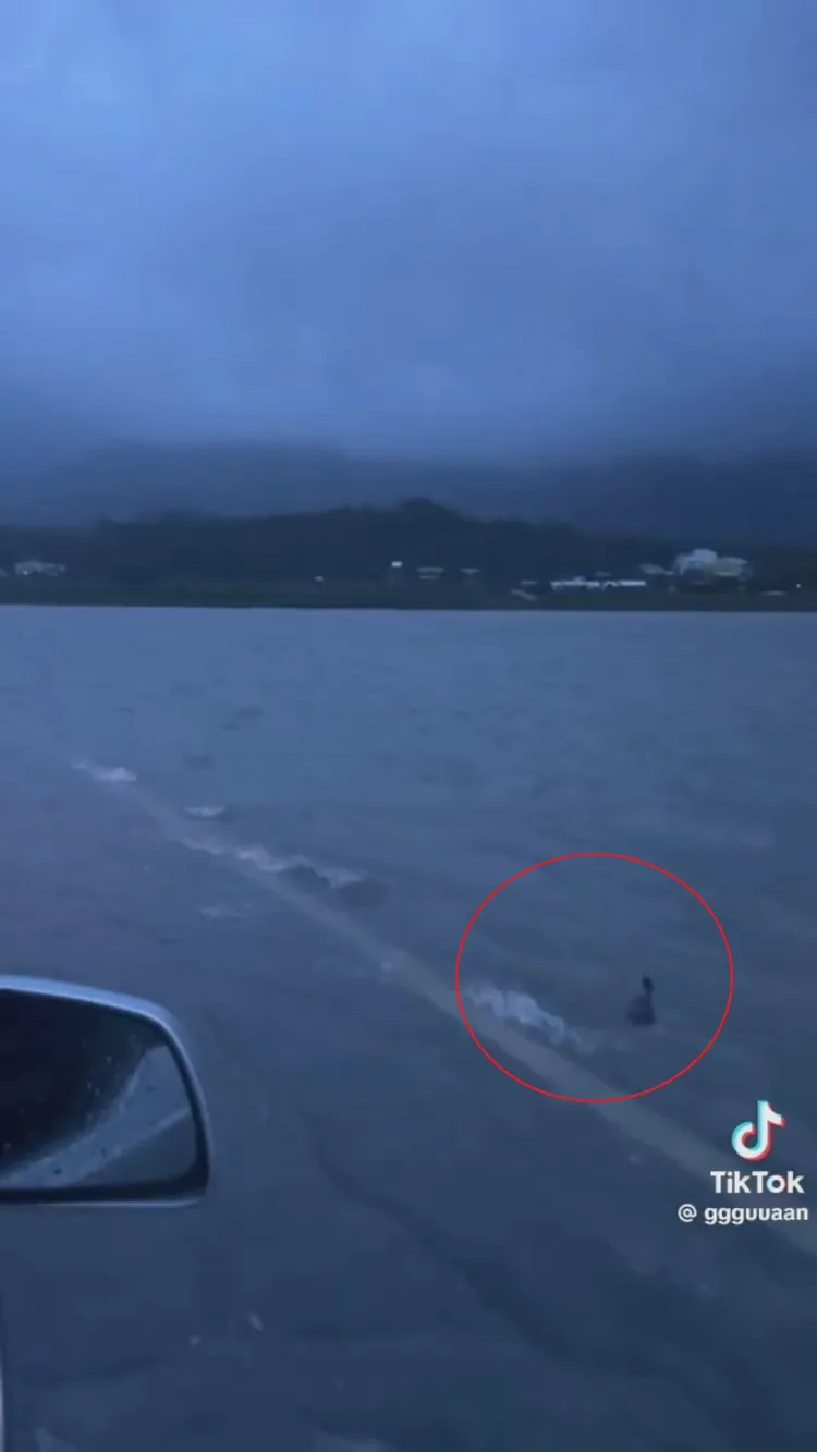 有鴨子(紅圈處)游到伯朗大道旁。翻攝自抖音