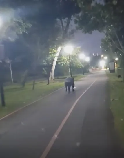 馬來貘在榜鵝一帶的公園連道奔跑。翻攝FB/SG PCN Cyclist