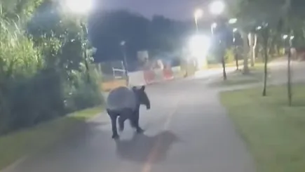 馬來貘「蹄聲噠噠」再出沒新加坡 單車騎士:我以為是馬