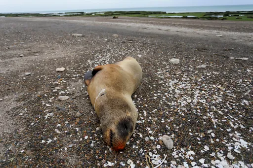 禽流感流竄阿根廷海岸 累積約2百隻海獅死亡