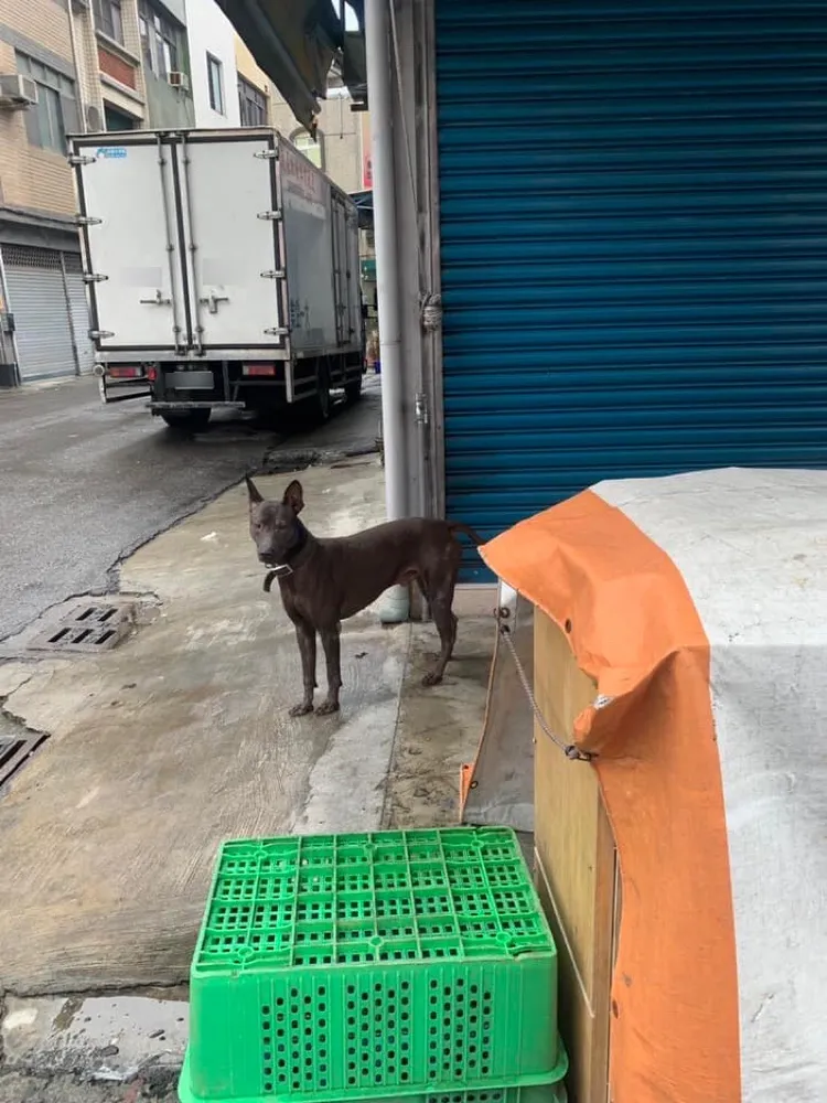 小黑「落網」時一臉無辜。警方提供