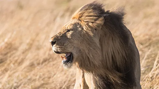 餵食慘遭「獅子咬頸」 動物園54歲飼育員喪命