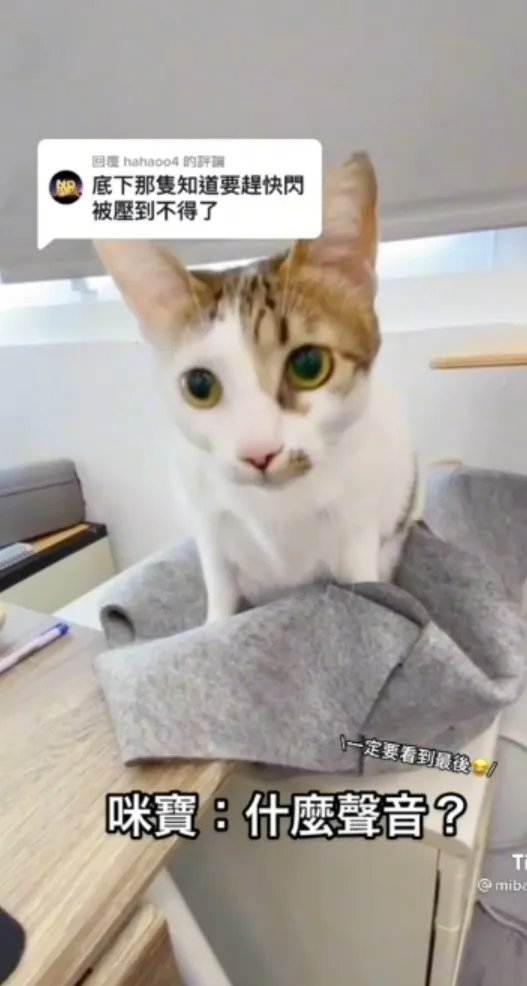 咪寶一直聽到有貓吶喊，另一隻貓正被壓在咪寶屁屁下。TikTok@mibao_faftat 提供