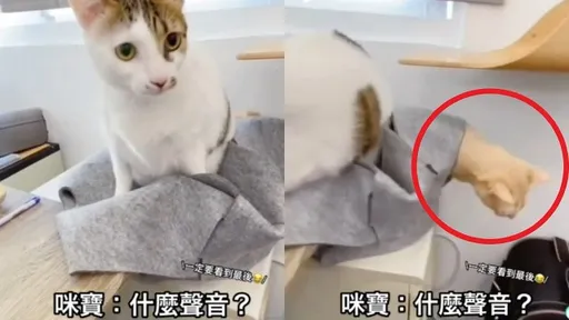貓咪窩底傳來謎之魔音 下秒「從地心竄出」曝真相