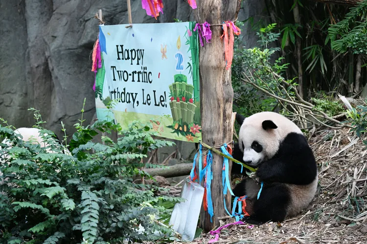 叻叻上月在新加坡歡度2歲生日。新華社