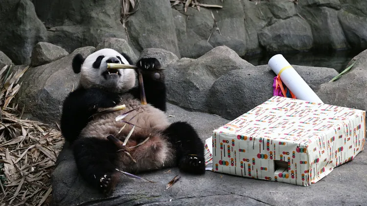 叻叻上月在新加坡歡度2歲生日。新華社