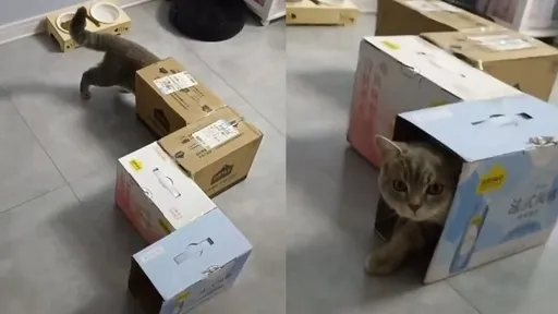 我是誰？我在哪？　貓奴太有才