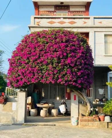 這株「鋼盔九重葛」是金門的熱門打卡熱點。民眾提供