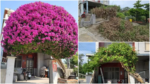 好消息!金門「鋼盔九重葛」被颱風吹斷 神醫出手奇蹟復活