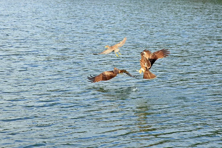 遊客可近距離欣賞老鷹叼食。嘉縣府提供