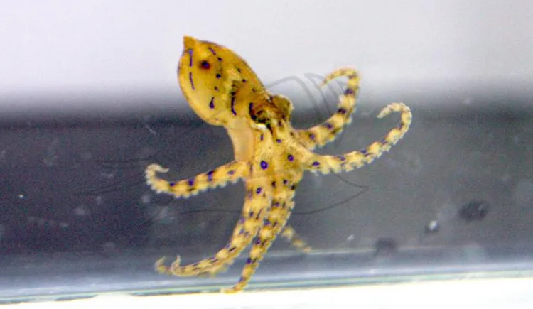 藍環章魚。翻攝自農業部官網