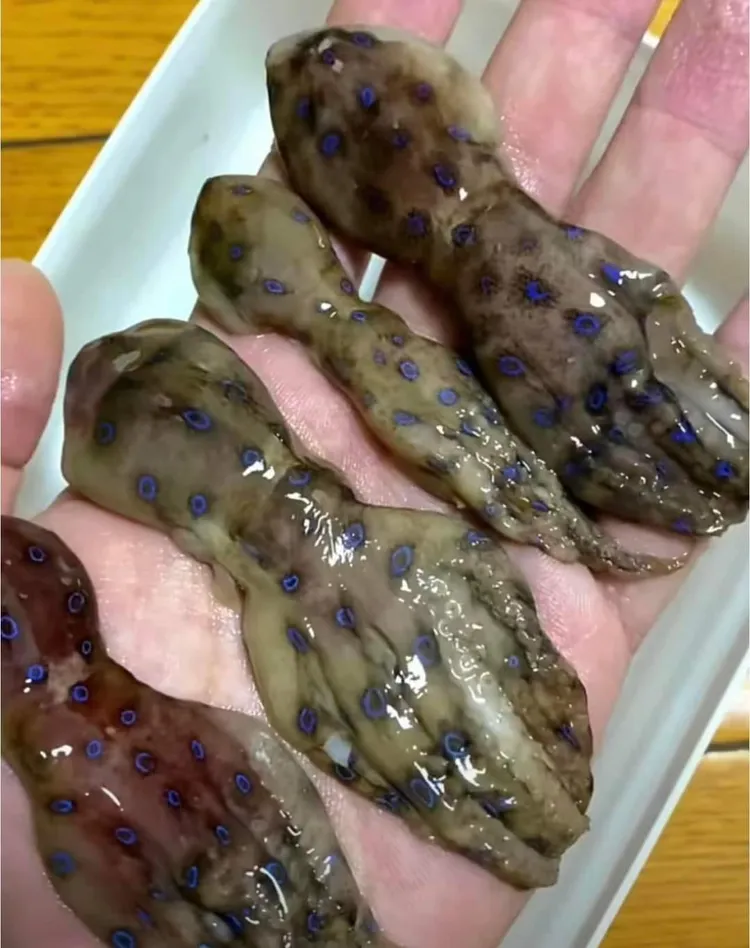 章魚身上帶有藍色環狀特徵。翻攝自爆廢公社