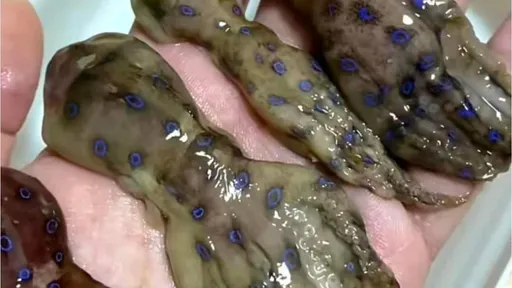 毒性可殺26人！他貼超美章魚照喊「好吃」　老司機嚇傻：有劇毒