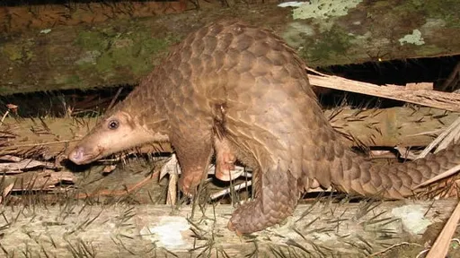 窮比鬼還可怕?男子墓仔埔也敢去 獵捕從墓區鑽出來的穿山甲兜售牟利